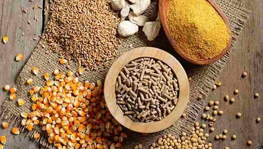تصویر 1 از خرید و قیمت مکمل غذایی گاو شیری + فروش عمده